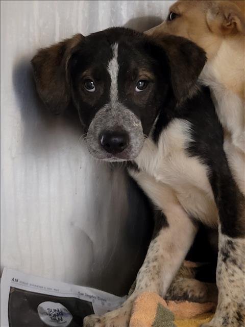 SKIPZ - Husky available for adoption