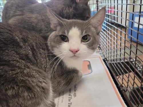 ODYSSEUS - Domestic Short Hair available for adoption