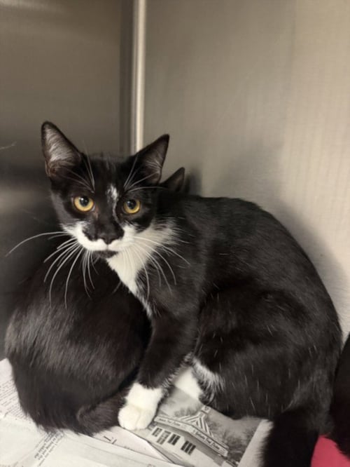JOSIE - Domestic Short Hair available for adoption