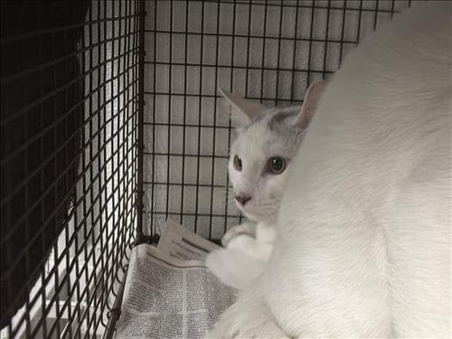A2284059 - Domestic Short Hair available for adoption
