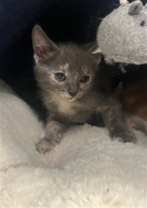A2301296 - Domestic Short Hair available for adoption