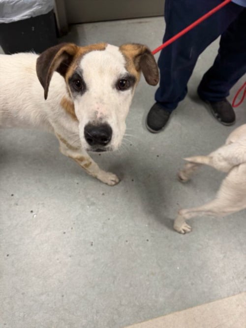 RANDALL - Australian Cattle Dog/Blue Heeler available for adoption
