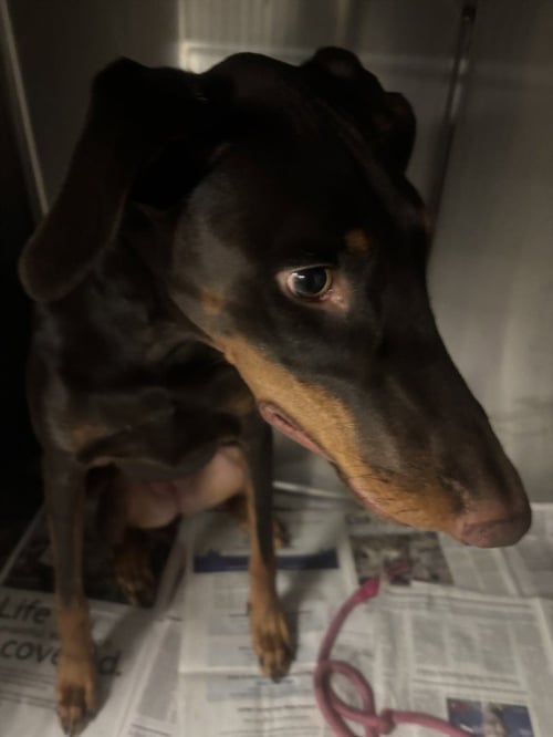 BETTY CROCKER - Doberman Pinscher available for adoption