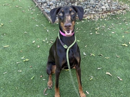 BETTY CROCKER - Doberman Pinscher available for adoption