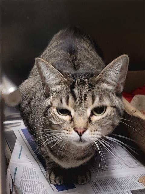 SAGE - Domestic Short Hair available for adoption