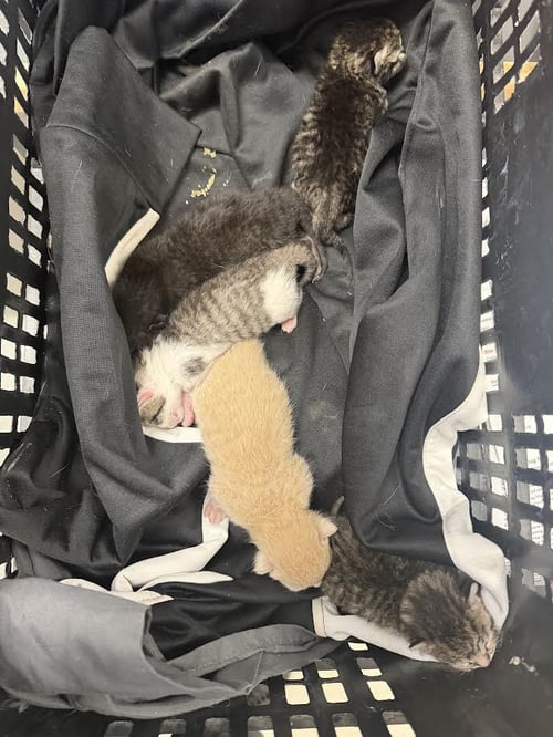 4 OF 5 - Domestic Short Hair available for adoption
