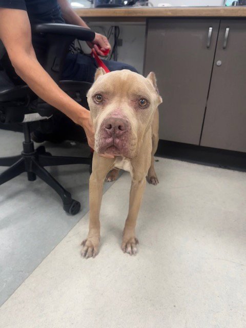 HARLEY - Pit Bull Terrier available for adoption