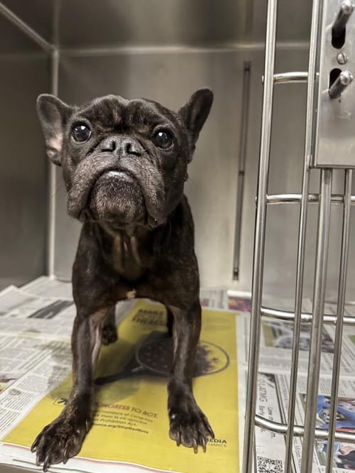 REMMIE - French Bulldog available for adoption