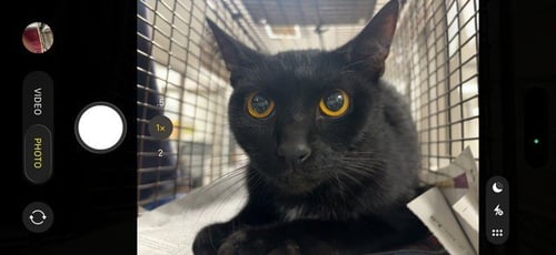 CHICA - Domestic Short Hair available for adoption