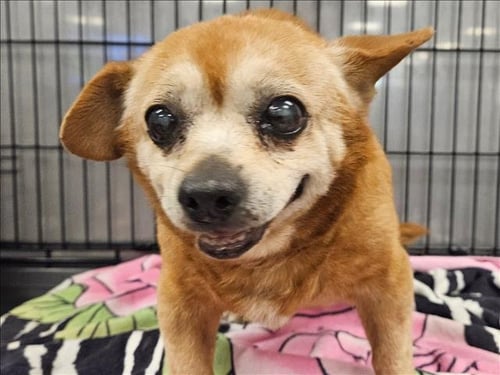 DEUCE - Chihuahua available for adoption