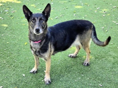 KITTY - German Shepherd Dog available for adoption