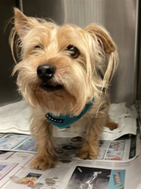 LOUIS - Yorkshire Terrier Yorkie available for adoption