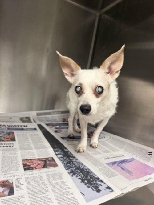 BELLA - Chihuahua available for adoption