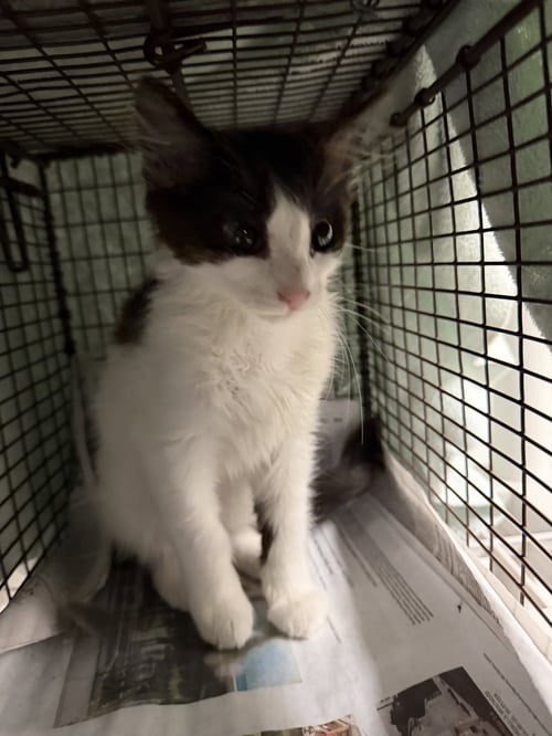 MAUI - Domestic Short Hair available for adoption