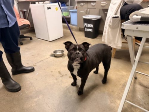 TWINKLE - French Bulldog available for adoption