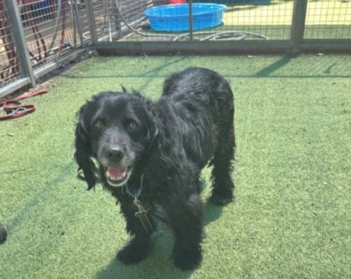 ELOISE - Cocker Spaniel available for adoption