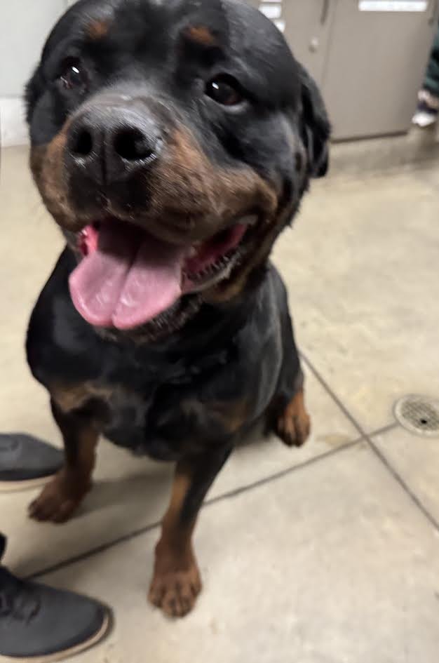 RUSTY - Rottweiler available for adoption