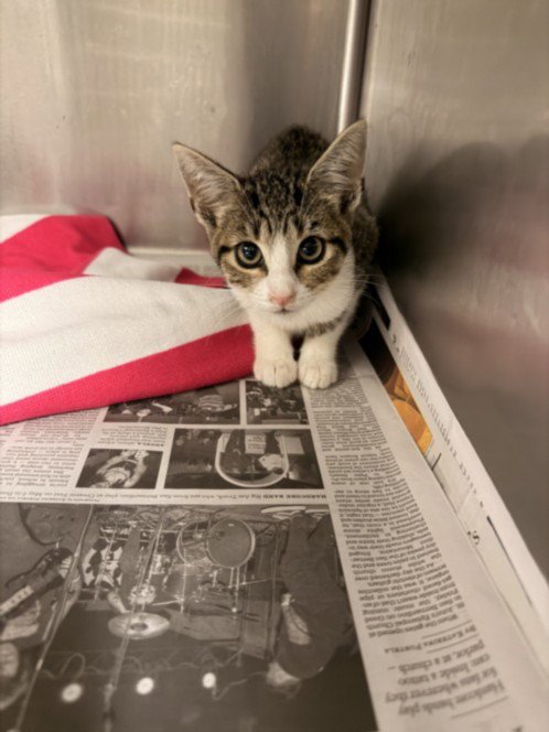 HENRIETTA - Domestic Short Hair available for adoption