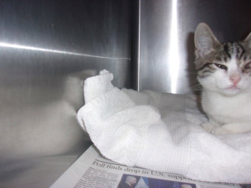 THOMAS - Domestic Short Hair available for adoption