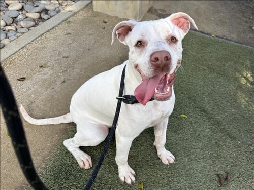 LILLY - Pit Bull Terrier available for adoption