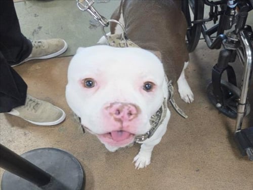 CASH - Pit Bull Terrier available for adoption