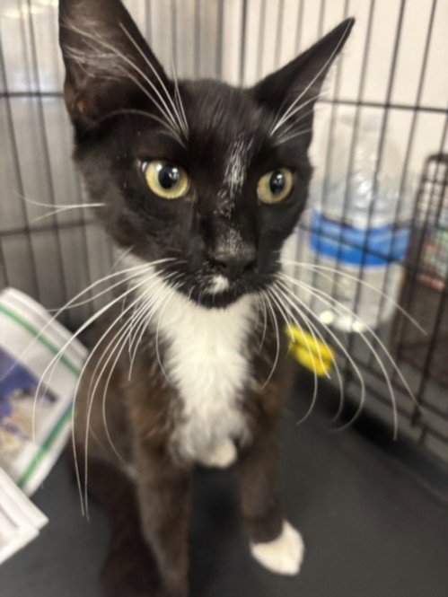 CAT MAN - Domestic Short Hair available for adoption