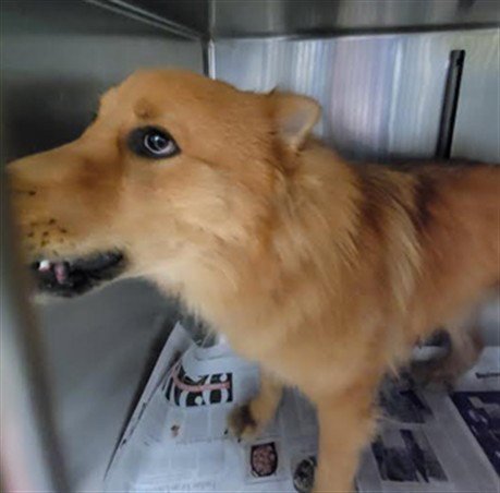 ASTR0 - Akita / German Shepherd Dog available for adoption
