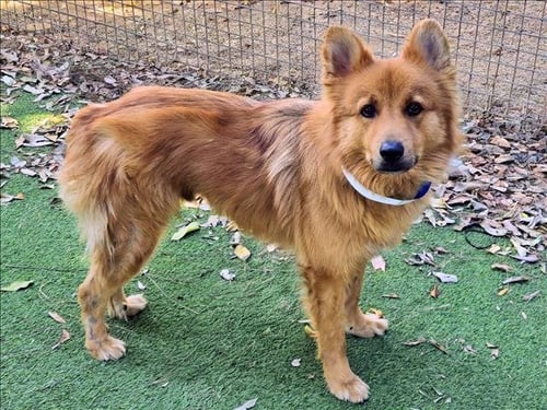 ASTRO - Akita / German Shepherd Dog available for adoption