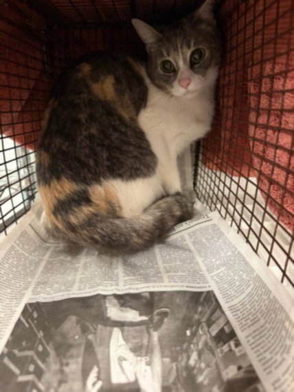 KALI - Domestic Short Hair available for adoption