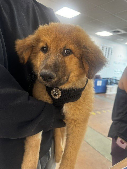 BEAN - German Shepherd Dog / Great Pyrenees available for adoption