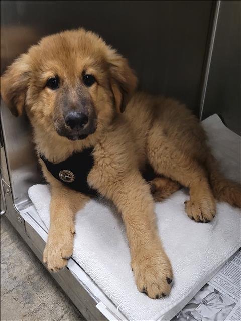 BEAN - German Shepherd Dog / Great Pyrenees available for adoption