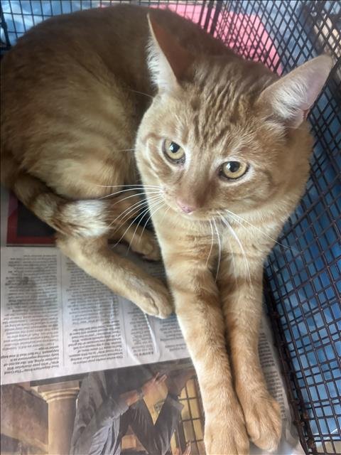 LEO - Domestic Short Hair available for adoption