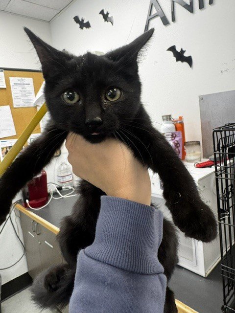 TIFANNY - Domestic Short Hair available for adoption