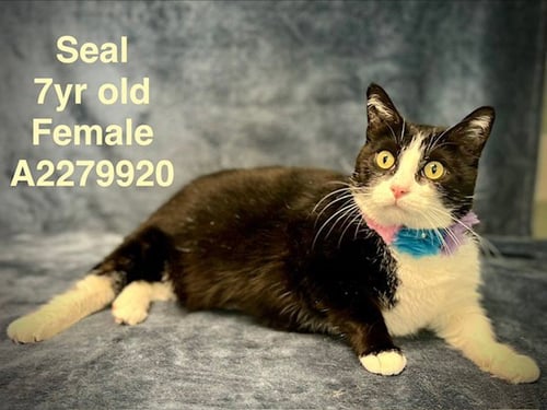 PANDA - Domestic Short Hair available for adoption
