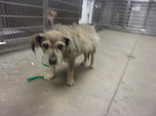 THOMAS - Cairn Terrier available for adoption