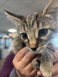 CAT # 3 - Photo 1