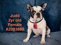 JUDD - Photo 1