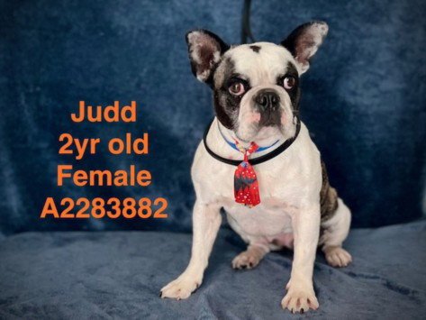 JUDD - French Bulldog available for adoption
