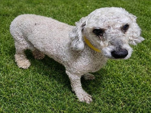 KODA BEAR - Poodle (Miniature) available for adoption