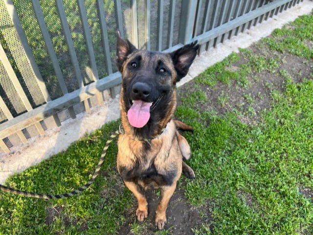 REMY - Belgian Shepherd Malinois / German Shepherd Dog available for adoption