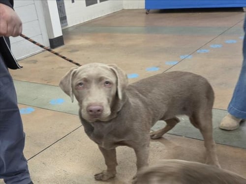 OSIRIS - Weimaraner available for adoption