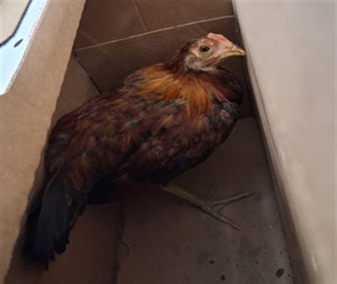 BRIE - Chicken available for adoption
