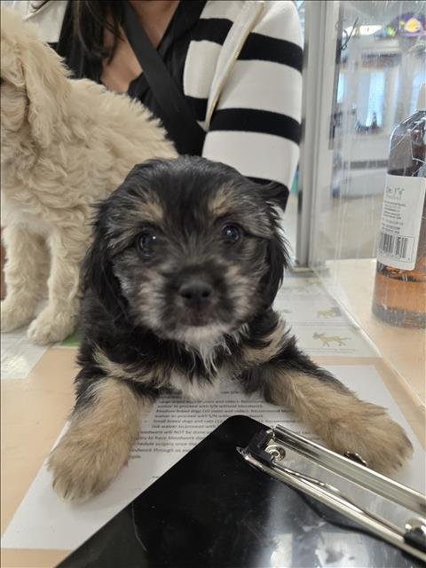 A2256633 - Poodle (Miniature) available for adoption