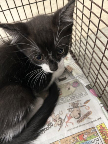 DAN - Domestic Short Hair available for adoption
