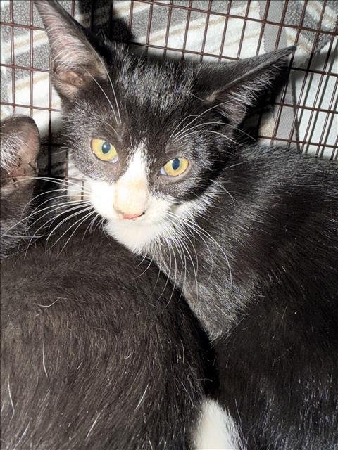 SUSHI - Domestic Short Hair available for adoption