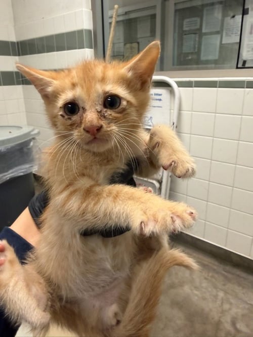 DOMO - Domestic Short Hair available for adoption