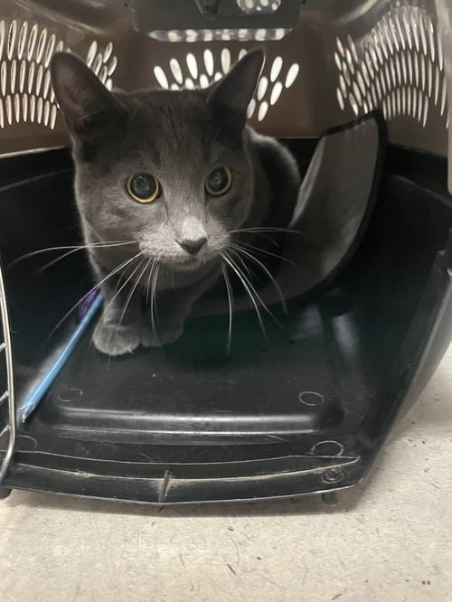 BOBBY - Domestic Short Hair available for adoption