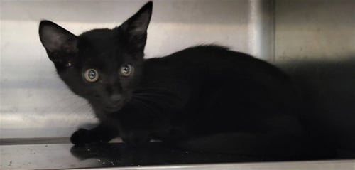 NICHOLAS - Domestic Short Hair available for adoption