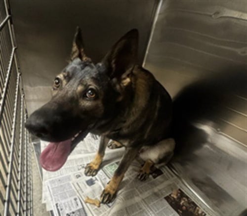 ORBIT - German Shepherd Dog available for adoption