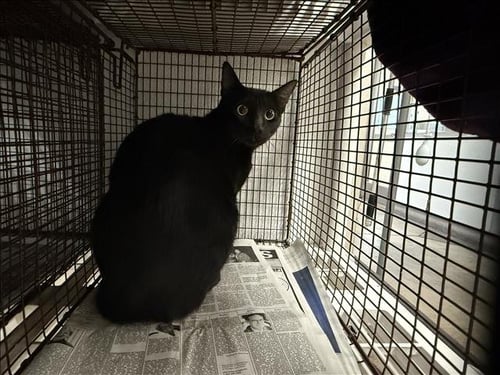 ONYX - Domestic Short Hair available for adoption